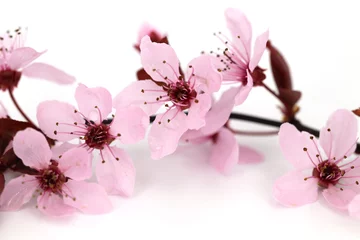 Fototapete Lila Detailaufnahme einer Blütenkirsche in den sanften Farben des Frühlings