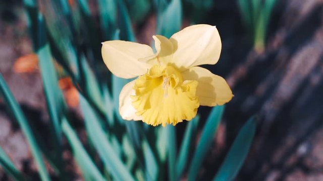 Yellow flower dafodills bulb petals. Garden spring plant