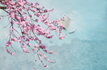 Naklejka premium Japanese cherry blossom background