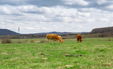 Naklejka na ściany i meble Cattle grazing in the field