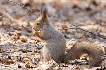 red squirrel on a tree