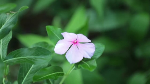 Catharanthus roseus or Madagascar Periwinkle garden flowers in spectacular vibrant pink with green foliage, high definition stock footage clip.