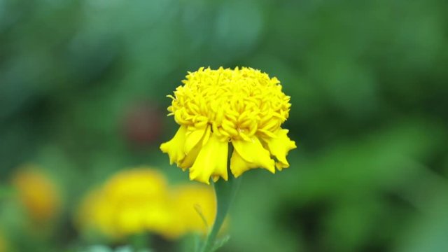 Colourful wild garden marigold flower being blown in the wind with a green foliage background, high definition movie clip stock footage.