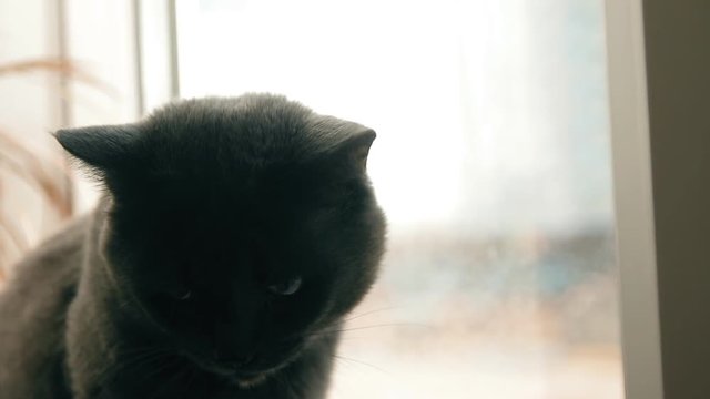 Sad cat sitting at the window and waiting for his mistress.