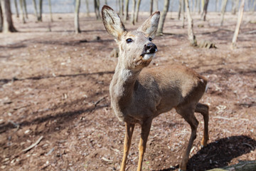 Young deer in forest