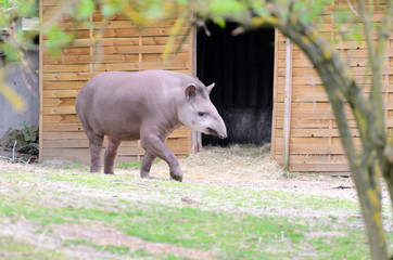 Tapir anta - Tapirus terrestris in a garden on the grass between trees, with a blurred background of a wooden building.