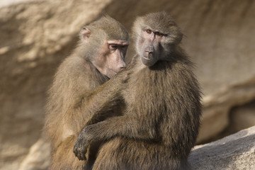 Dos babuinos se desparasitan