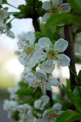Kirschblüten im Frühling 1