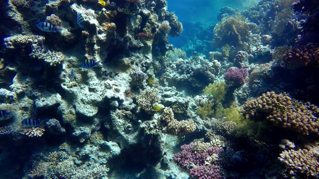 Video shooting at a shallow depth. The corals and tropical fish.