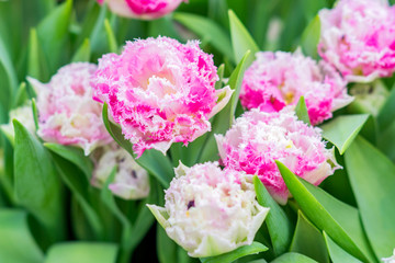 colorful blooming pink tulips, floral background