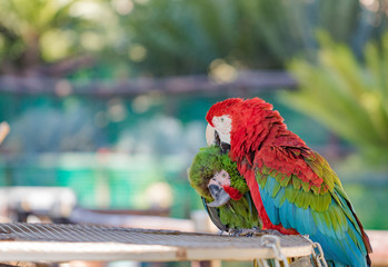 Scarlet & Military Macaw