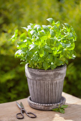 fresh basil herb in flowerpot in garden