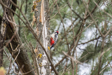 Great spotted woodpecker, Dendrocopos Major