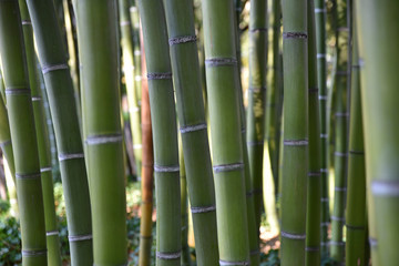 Fototapeta premium Bambous verts