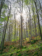 Obraz premium Spring Forest