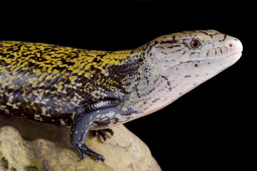 Fototapeta premium Kei island blue tongue skink (Tiliqua gigas keyensis)