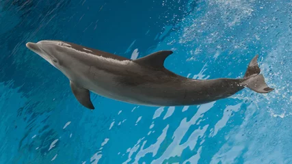 Fotobehang Dolphin © Photo&Lightroom  LF