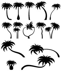 Set tropical palm trees with leaves, mature and young plants. Black silhouettes isolated on white background. Vector. Palm icon