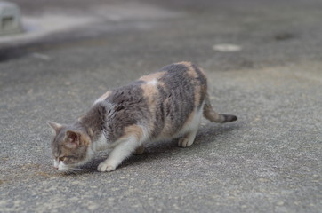 何かを探す三毛猫