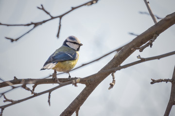 Naklejka premium Blue tit, Cyanistes caeruleus