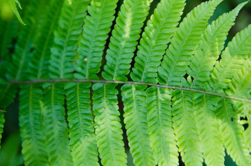 texture background abstraction leaf