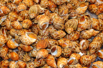 Fresh spotted Spiral babylon snail (Babylonia areolata) on ice for sale in the fish local market at...