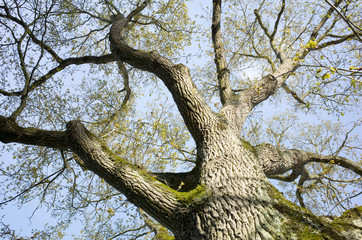 Fototapeta na wymiar tronc et ses branches