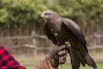 Falco