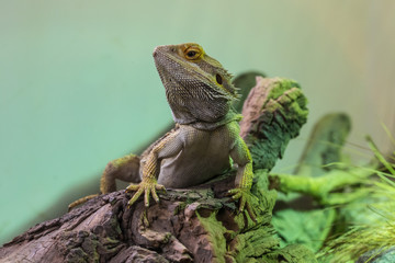 pogona drago barbuto