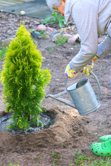 Planting plants step by step / ornamental shrub Thuja Golden Smaragd - watering after planting - obrazy, fototapety, plakaty