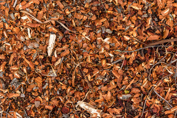 Birch sawdust on the ground. Texture