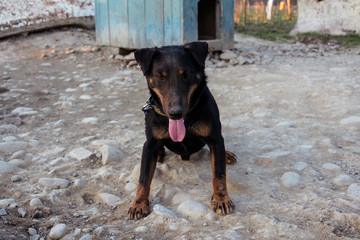A small black Doberman sits on a chain leot by pushing the tongue