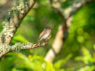 African Dusky Flycatcher