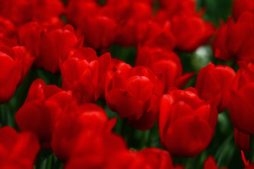 Group of red tulips in the park. Spring landscape.
