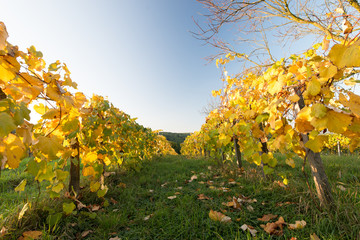 Naklejka premium Wine leaves in the sunset 2