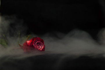 Red rose on a black background with white smoke