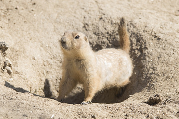 Perrito de la pradera