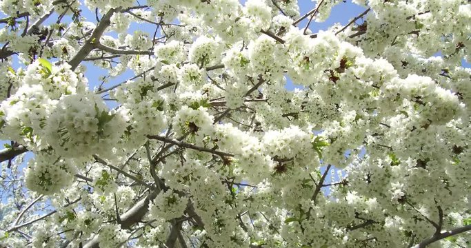 Dalları Saran Kiraz &Ccedil;i&ccedil;ekleri