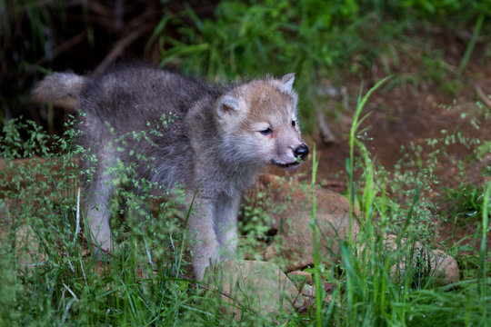 Fototapeta Timber wolf or Grey Wolf pup smelling grass