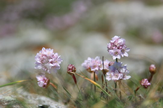 printemps