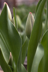 Obraz premium Spring Flower. Young unopened tulip. Greenery.
