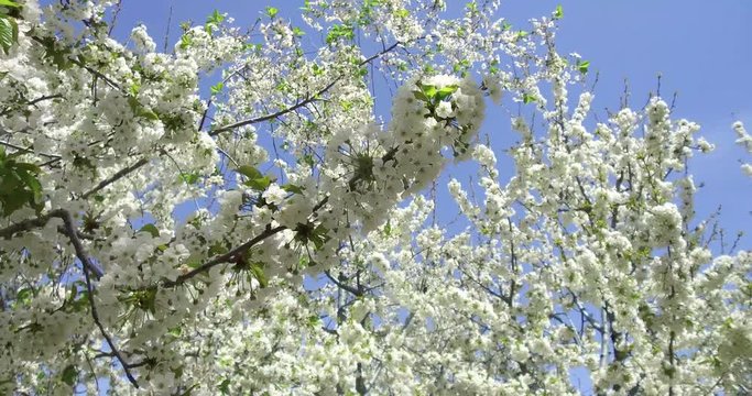 Beyaza B&uuml;r&uuml;nm&uuml;ş Kiraz Ağa&ccedil;ları