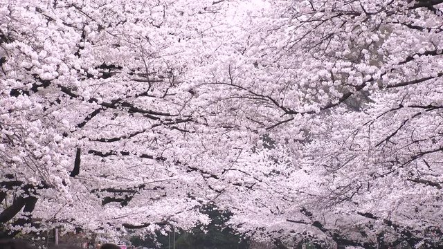 UENO,  TOKYO,  JAPAN - CIRCA MARCH 2018 : SAKURA (Cherry blossom) in UENO PARK.
