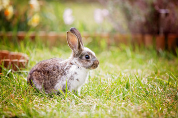 Fototapeta premium Adorable litle bunny in garden, pet at home, cute rabbit eating grass