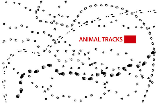 Traces of Forest Animals, Animal Tracks, Vector Illustration