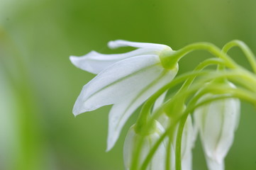 Obraz premium 白い花