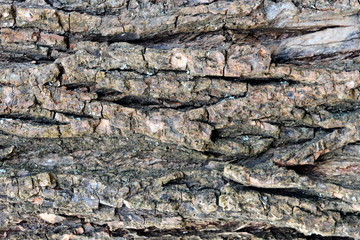 Background. Dark bark of a tree. With blurring around the edges.