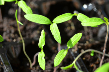 Green tomato seedling