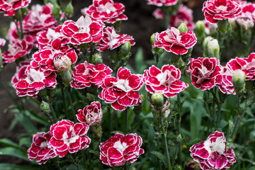 Pink Carnation flowers in summer garden. Dianthus caryophyllus