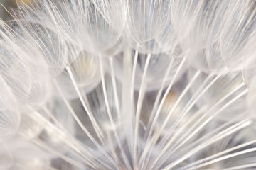Floral pattern of dandelion seeds from directly above in cold light